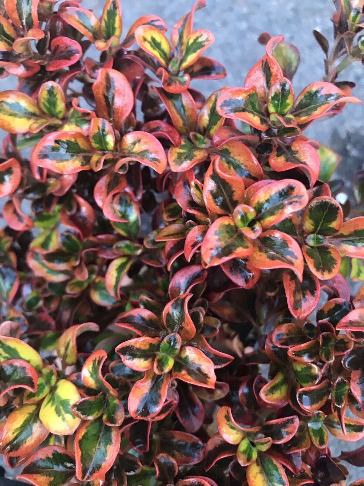 Tequila Sunrise Coprosma Bush Mirror Plant Pre Bonsai Hardy Colorful ...