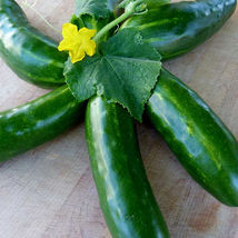 SHIP FROM US MARKETMORE 76 CUCUMBER SEEDS - 2 LB SEEDS - HEIRLOOM, NON-G... - $115.16