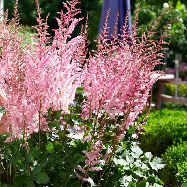 Mighty Pip Astilbe Perennial Flower Seeds, Professional ...