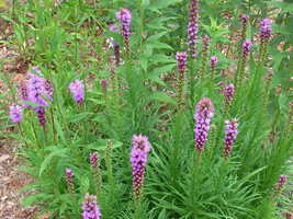 Organic Native Plant, Blazing Star, Liatris spicata, butterflies - $5.00