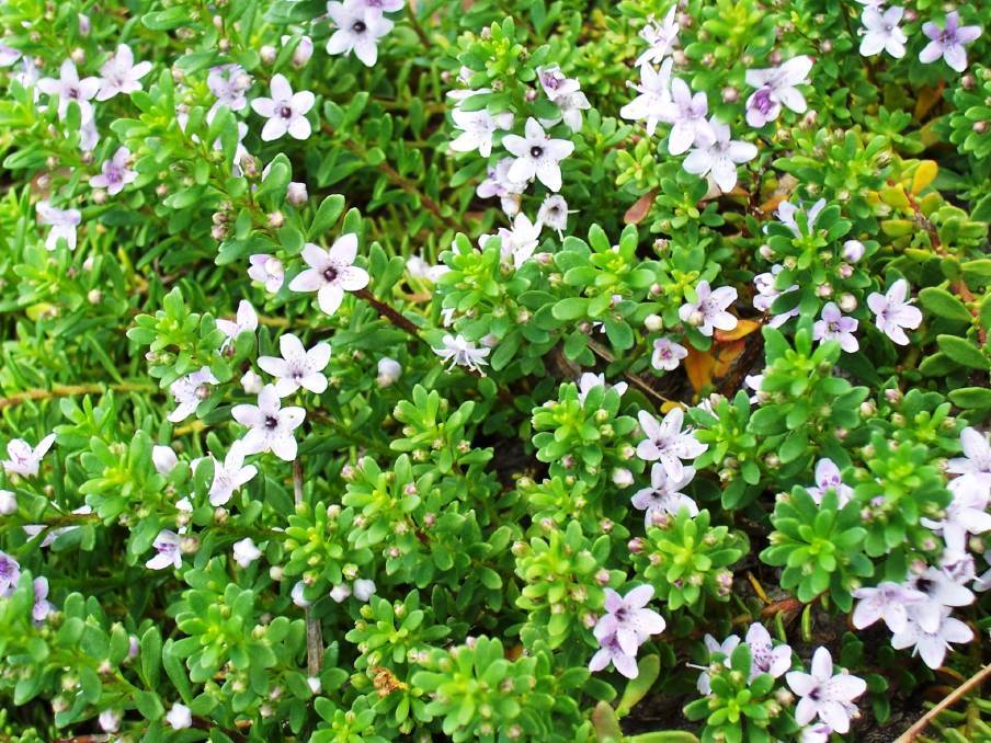 Live Groundcover Myoporum aka Myoporum parviflorum Plant Fit 1 Gallon ...
