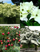 RARE CORNUS KOUSA @j@ chinese dogwood tree white flowers red fruit seed ... - $8.99