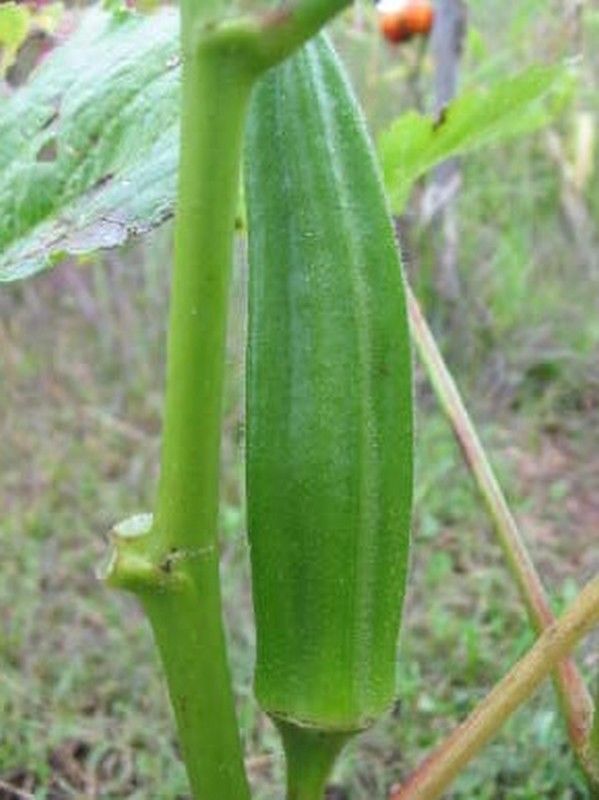 Cajun Jewel Okra Seeds - Dwarf spineless 3–4' plants - 100 Seeds