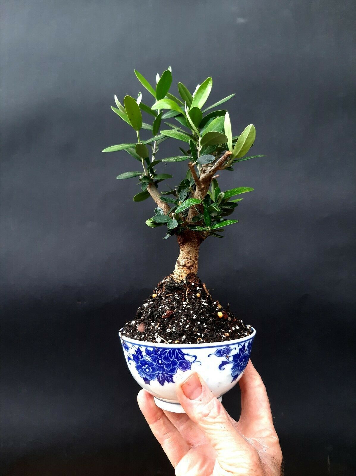 Olive tree Micro Bonsai - Special plant - From the private collection ...