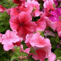 150 Pelleted Petunia Seeds Daddy Strawberry Red Flower Seeds - Outdoor Living - $55.99