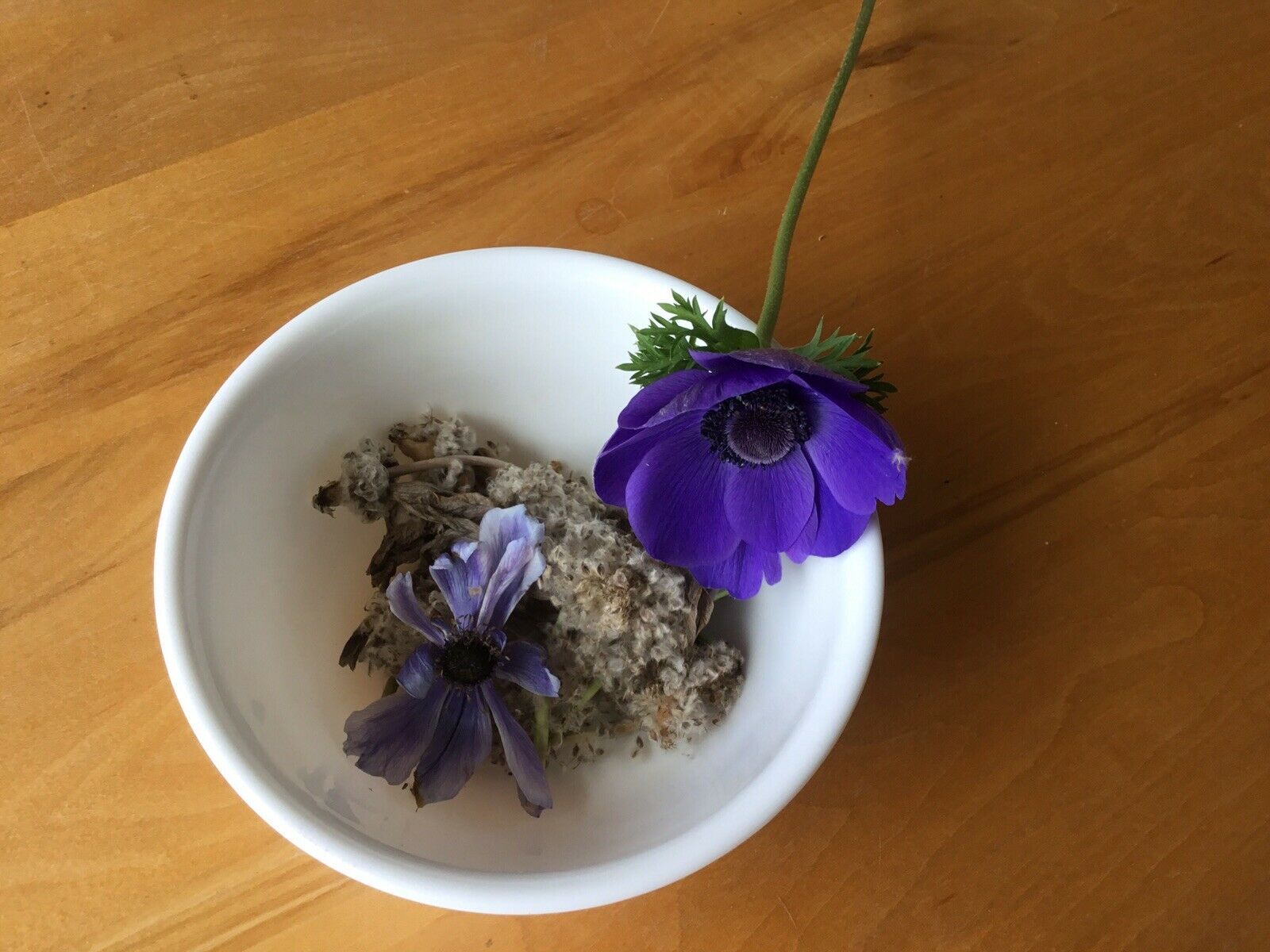 Anemone de Caen Blue Poppy 20 seeds and similar items