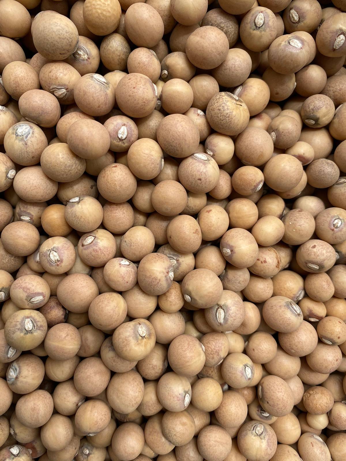 African Big bambara beans (Vigna subterranean), 200g for 11 USD, shipping cost i