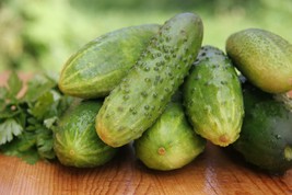 Cucumber Seeds - Salad Bush Hybrid - Gardening - Outdoor Living - Free Shipping - $41.99