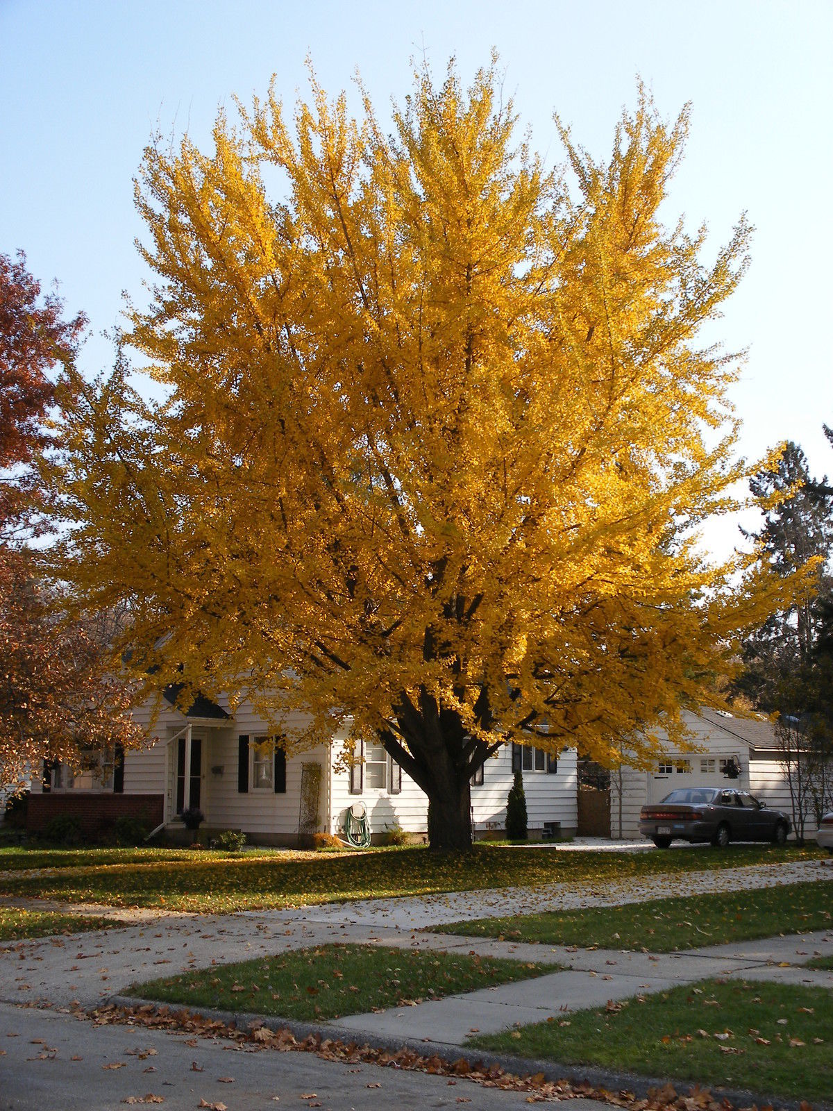 Ginkgo Biloba Maidenhair Tree Seeds Showy Fall Color Hardy 4pcs