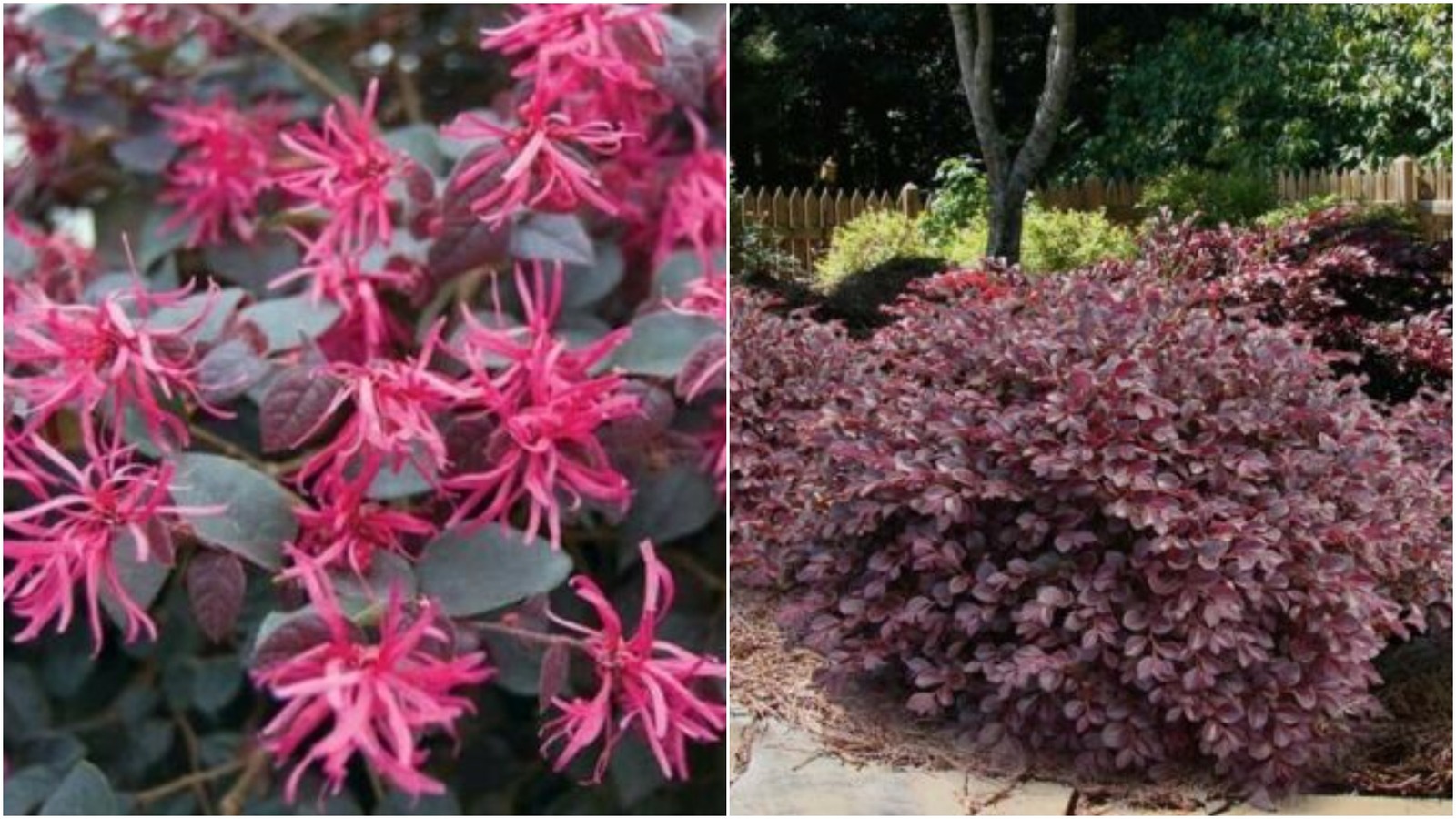 Daruma Dwarf Loropetalum ( chinese fringe ) - Live Plant - 3 Gallon Pot 