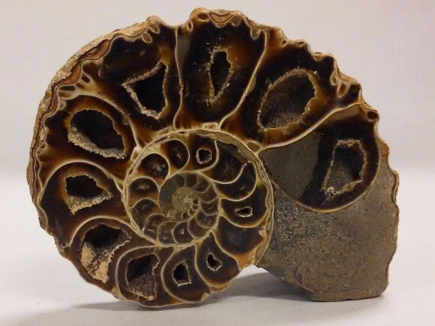 Very nice Cut Nautilus specimen fossil lovely detailed chambers - Other