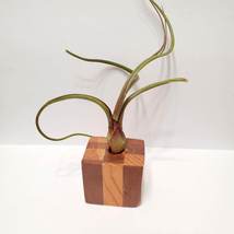 Live Air Plant in Upcycled Wooden Holder