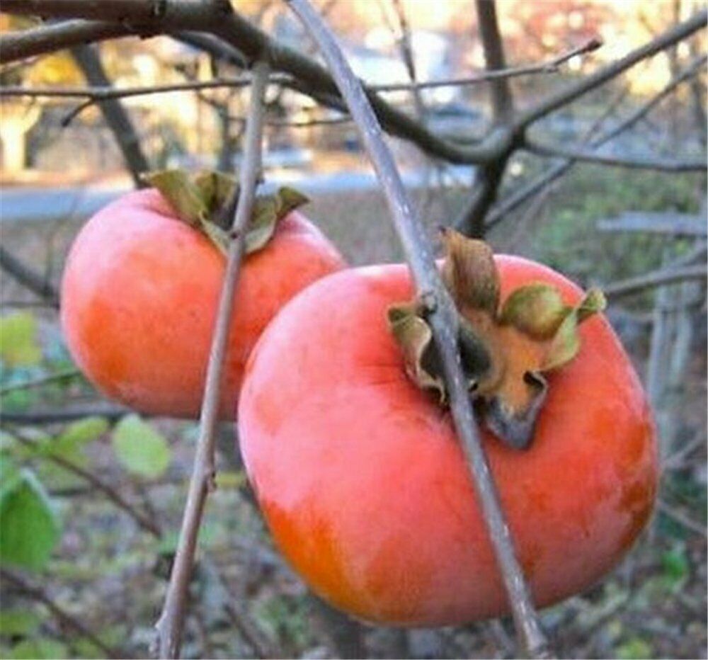 Show full-size image of 1 Giant Fuyu Persimmon Fruit Tree 8-12 Inch Fruit T...