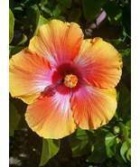 Hawaiian Sunset Fiesta Hibiscus Live plant 7inches tall - $73.33