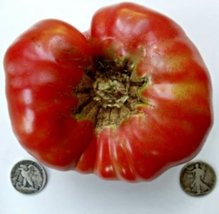 Sow No GMO Tomato Beefsteak Non GMO Heirloom Huge Garden Vegetable 40 Seeds - $2.94