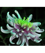 50 seeds Green Blue Purple Chrysanthemum Perennial Flower Seeds - $13.18