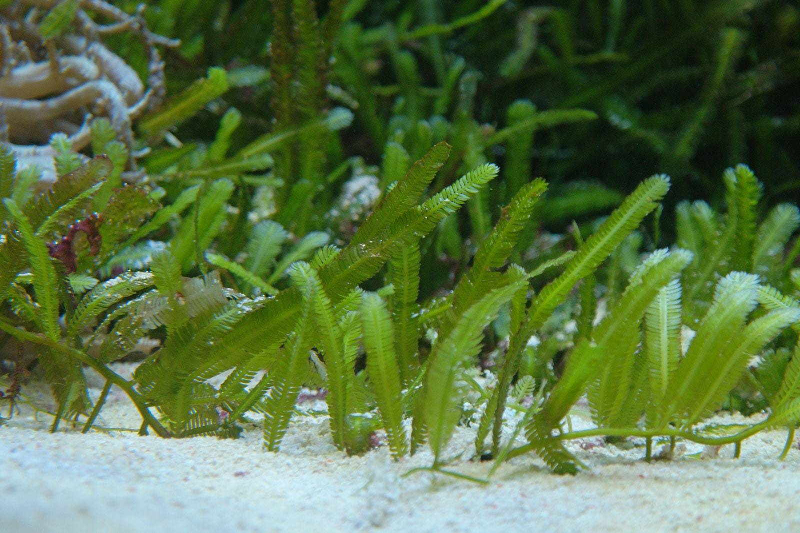 Saltwater Caulerpa Taxifolia Fern Marine Macro Algae Reef Refugium ...