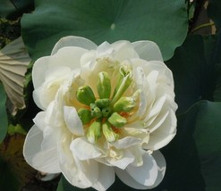 1 seeds Heirloom Fragrant White Wrinkled Nelumbo Nucifera Lotus Seeds - $9.16