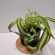 Curly Spider Plant, Chlorophytum comosum Bonnie, 2 inch Live Plant, House Plant image 2