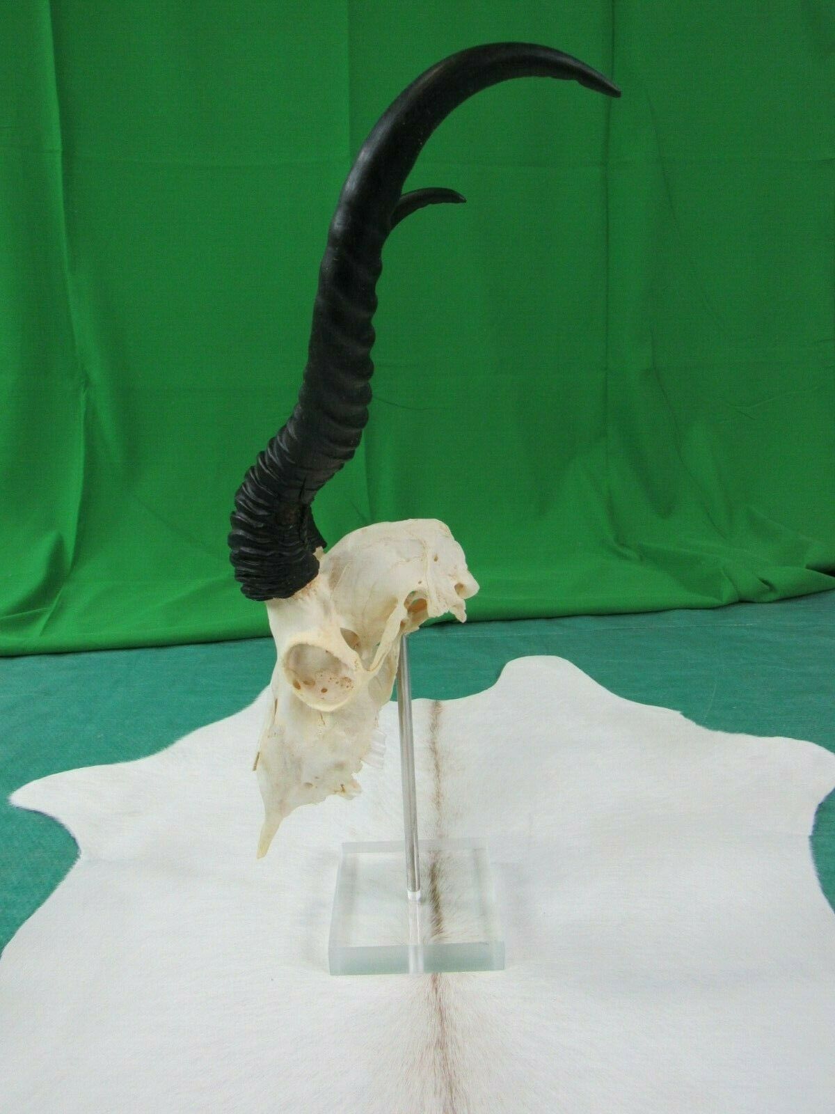Real Animal Skull on Acrylic Stand African Antelope Horns African Antelope 