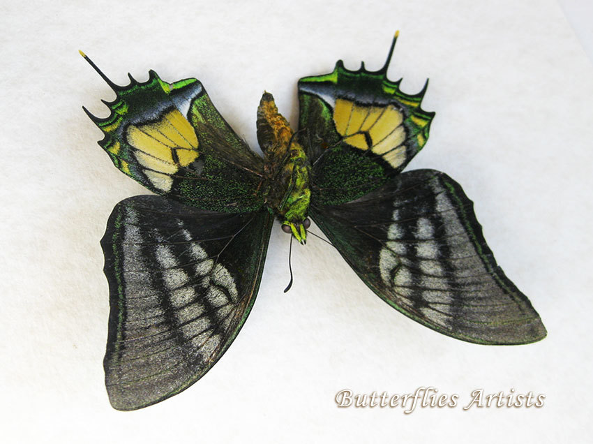 Golden Kaiser-i-Hind Teinopalpus Aureus RARE Real Butterfly Entomology ...