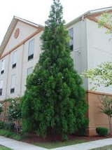 Cryptomeria Japoncia Black Dragon Japanese Cedar image 3
