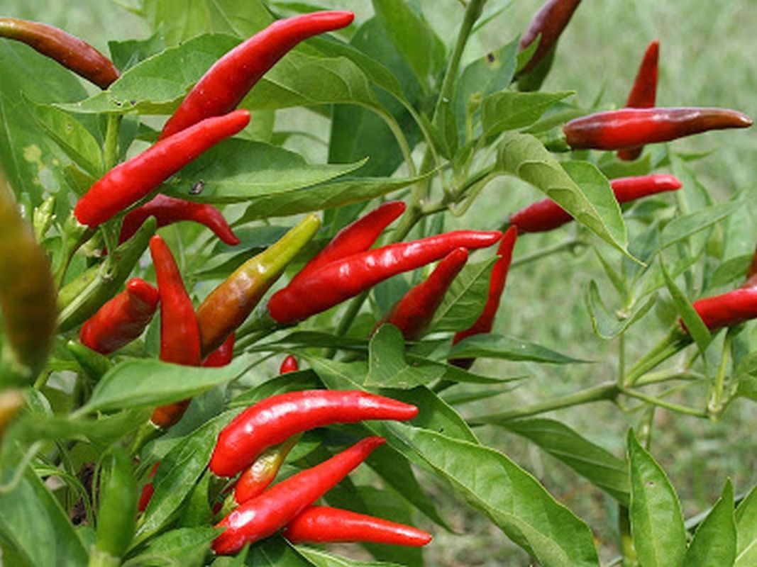 Yatsufusa-Japan Pepper - A VERY prolific and Tasty pepper! 25 Seeds ...