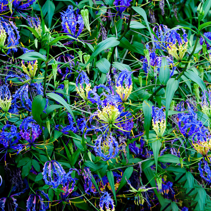 GLORIOSA SUPERBA Blubs, Flame Lily Bulbs,Flame Lily Flower,BLUE