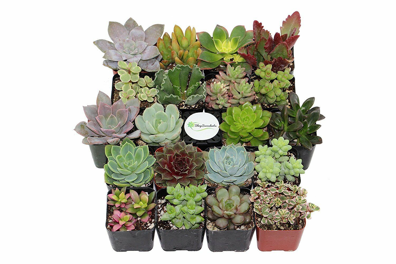 10 Assorted Live Potted Plants!!! Free and 15 similar items