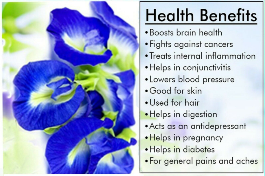 100 Dried Blue Butterfly Pea Flowers| Hair Growth, Healthy Herbal Drink ...