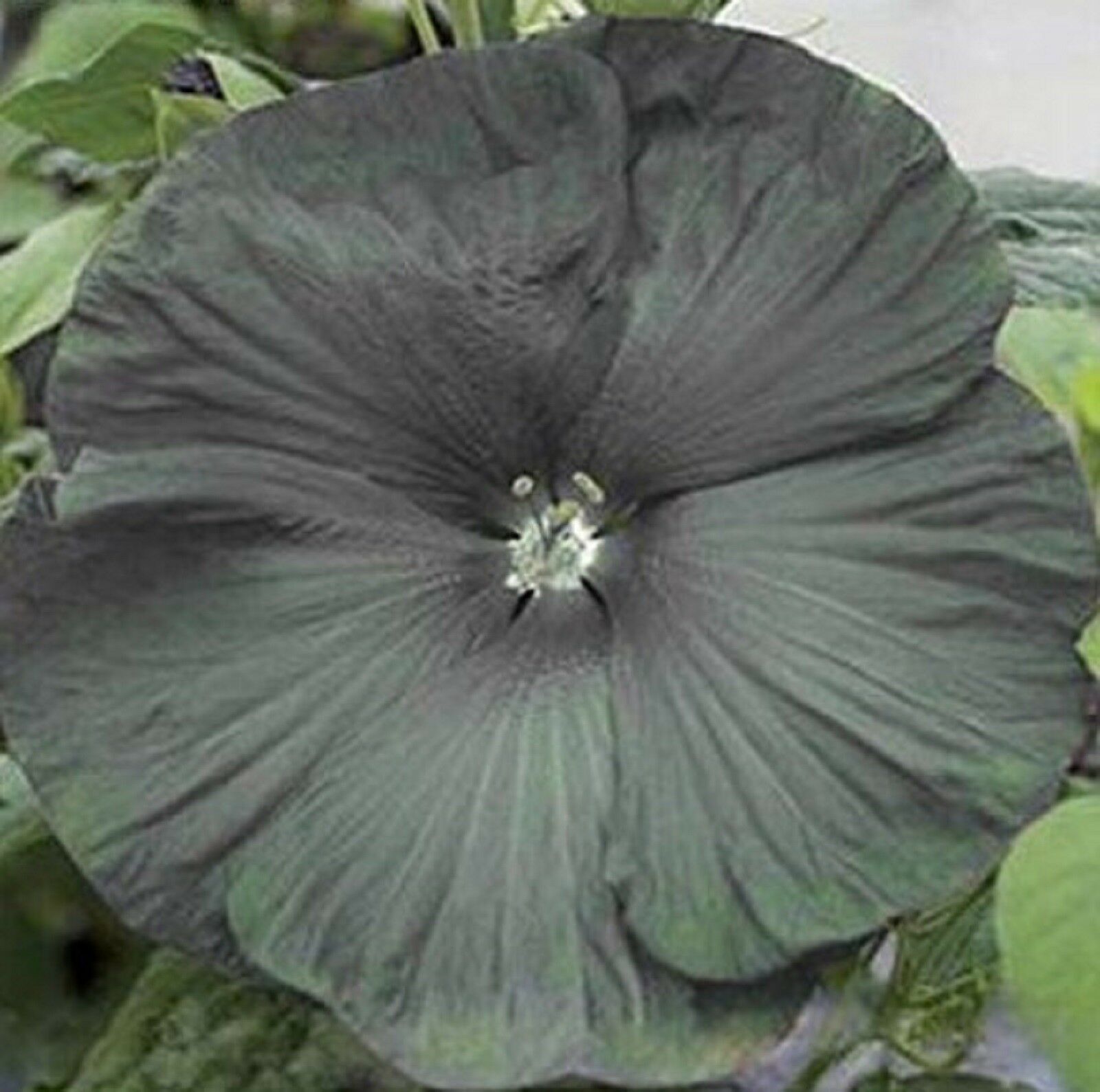 Beautiful Giant Black Hibiscus Flower Seeds 50 Seeds BUY 4