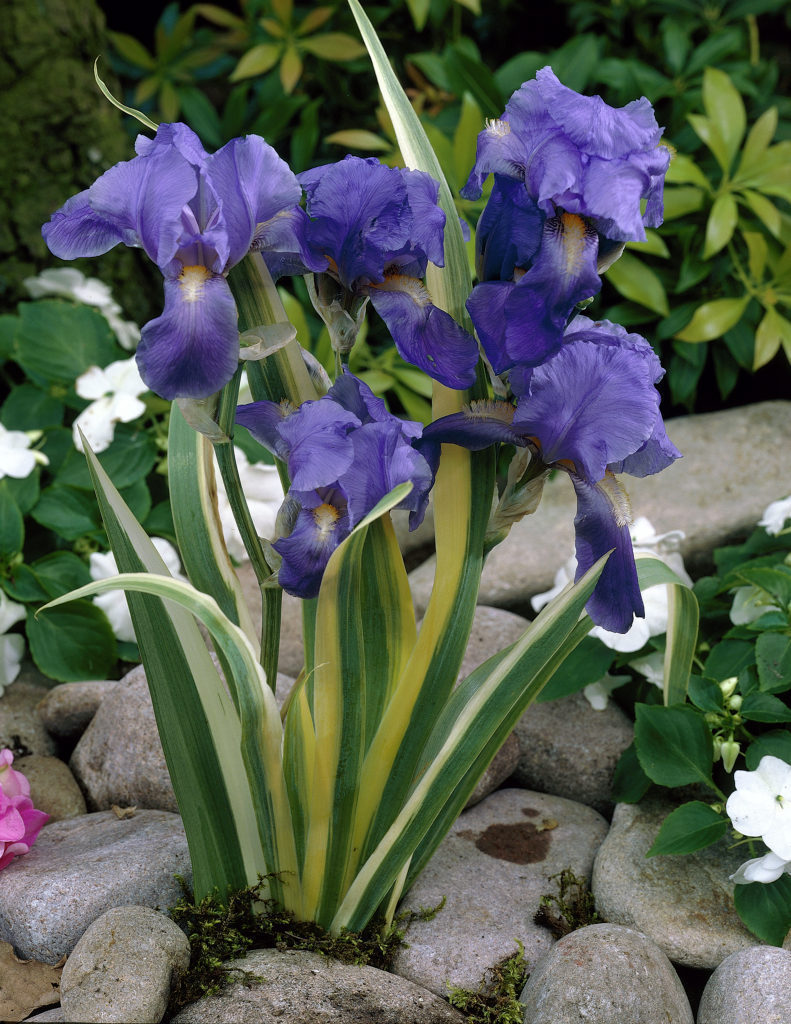 BEST PRICE 5 Packs Seeds Rhizoma Iridis Orris Root Blue Flowers,DIY