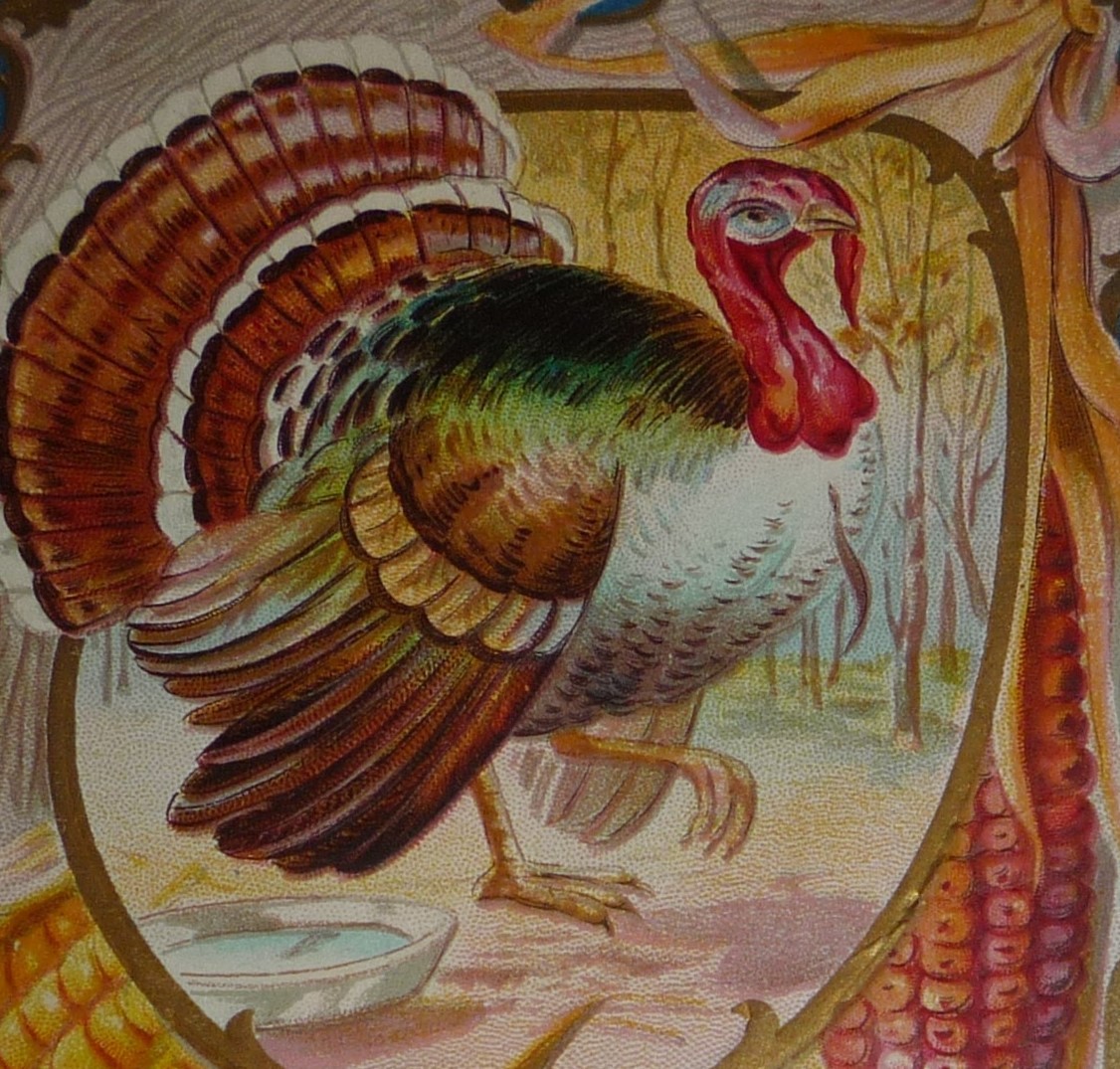Colorful Turkey With ears of Corn Antique Thanksgiving Postcard ...