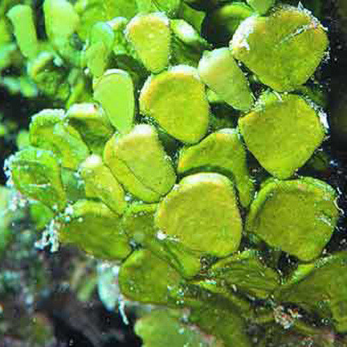 Live Saltwater Halimeda Marine Macro Algae Reef Refugium Live Plants