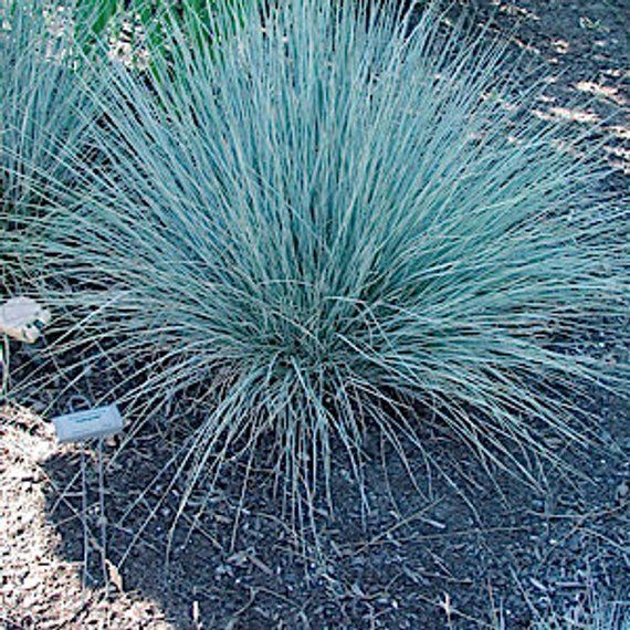 18 Festuca glauca 'Elijah Blue' aka Sheep's Fescue Live Plants Free