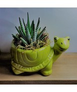 Succulent in Ceramic Turtle Pot Live Haworthia Zebra Plant 5&quot; Green Planter - $16.99