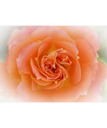 Triple Swirl, A. Rose Designs note card - $5.95+