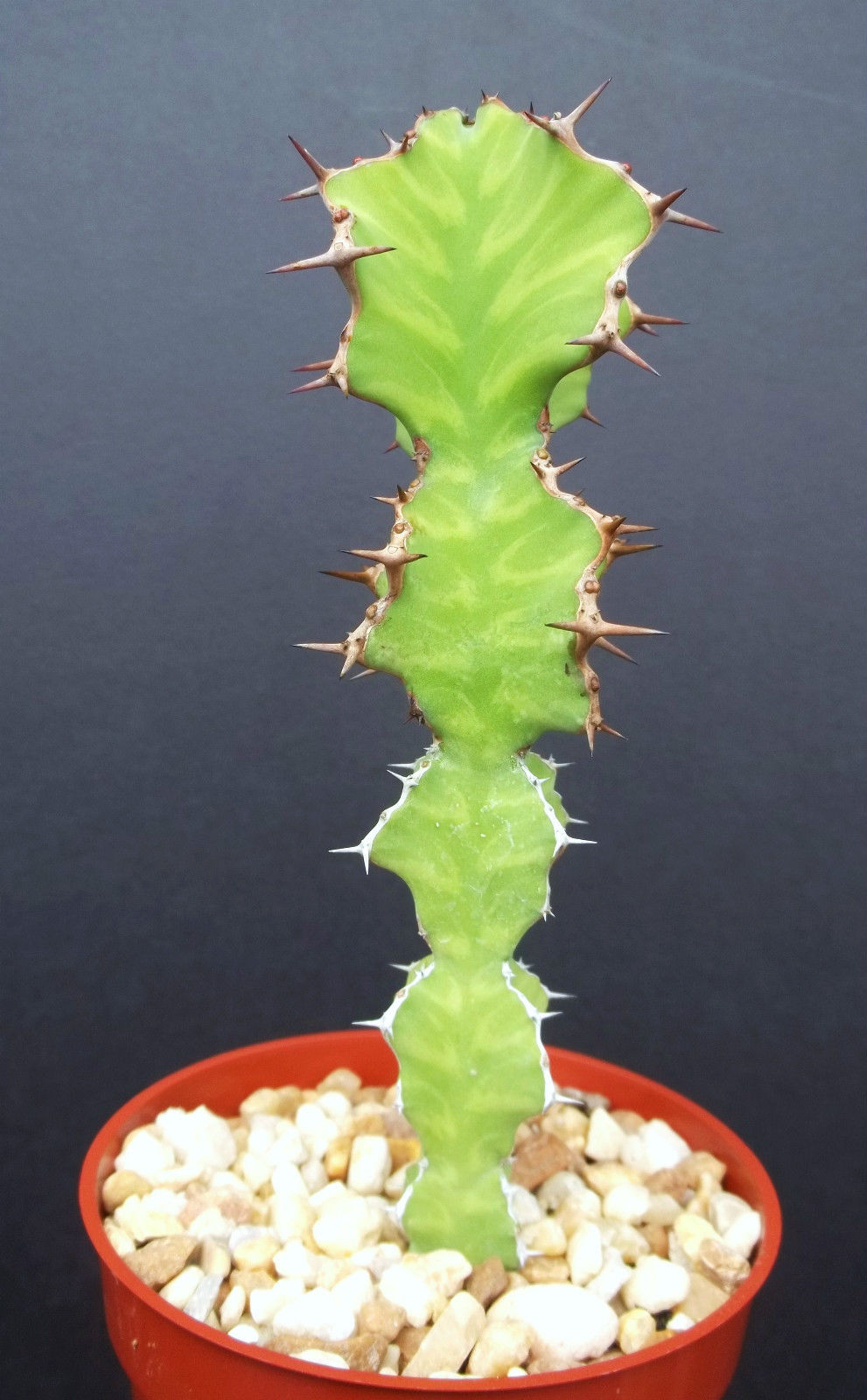 EUPHORBIA GRANDIALATA Dragon fish bone cactus plant ...