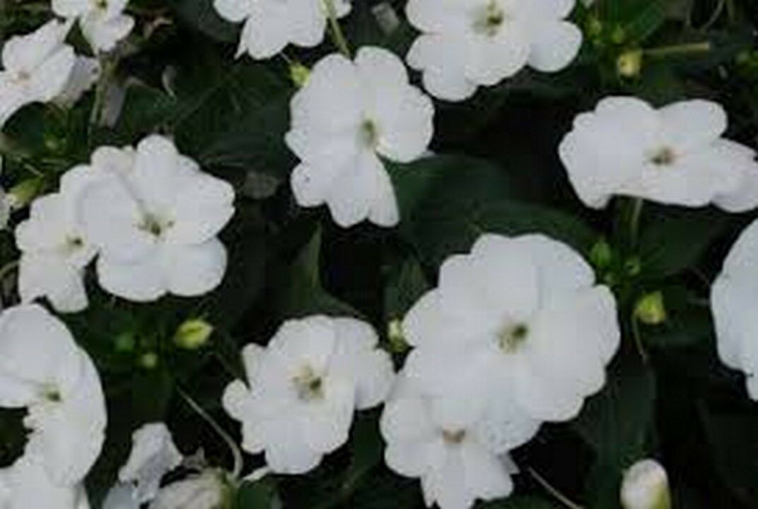 50 Pcs White Impatiens Walleriana Baby Flower Seeds MNSS Seeds & Bulbs