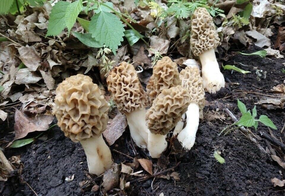 Yummy! Morel Mushroom Grow Kit 60 gram kits Grow Morels Mushrooms Mushrooms, Spawns & Kits