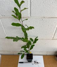 10 CHERRY LAUREL Prunus caroliniana image 5