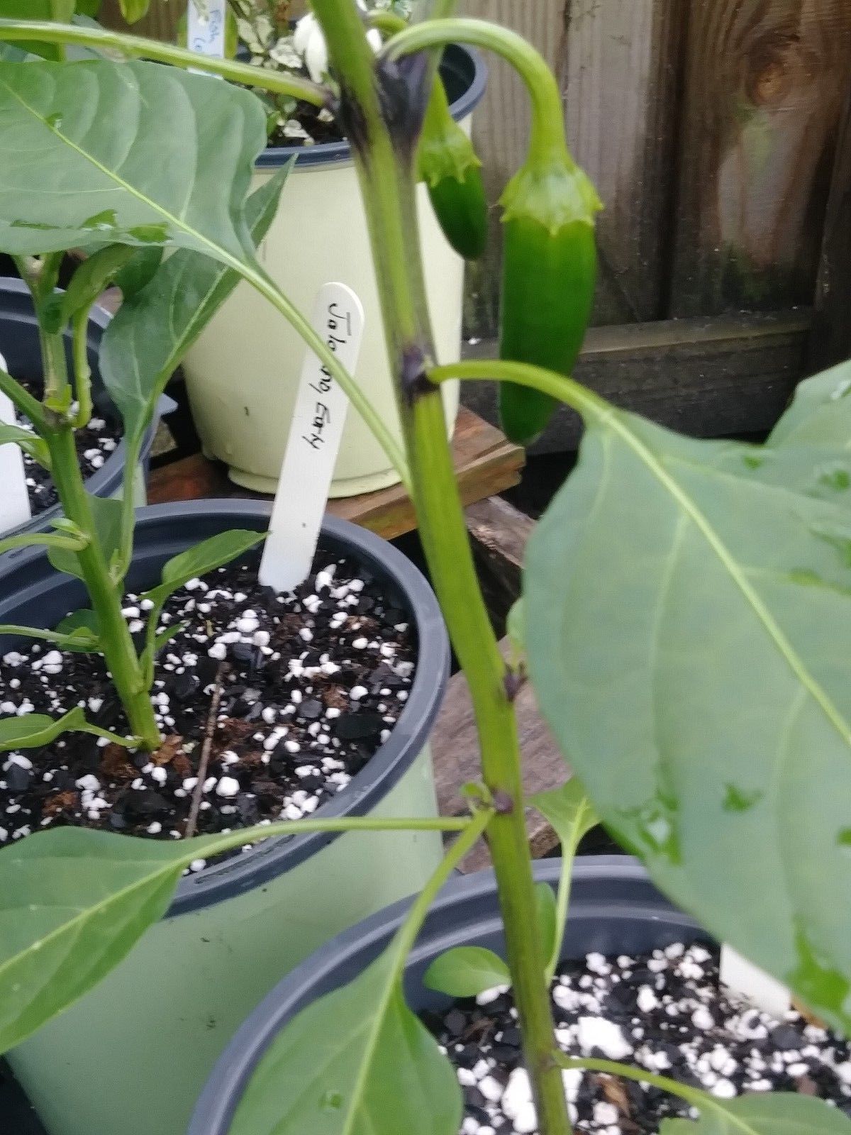 Early Jalapeno Pepper, 1Gal potted plant, Capsicum annuum, Solanaceae