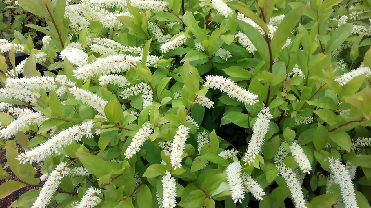 1 Starter Plants Virginia Sweetspire Itea Henry's Shrubs