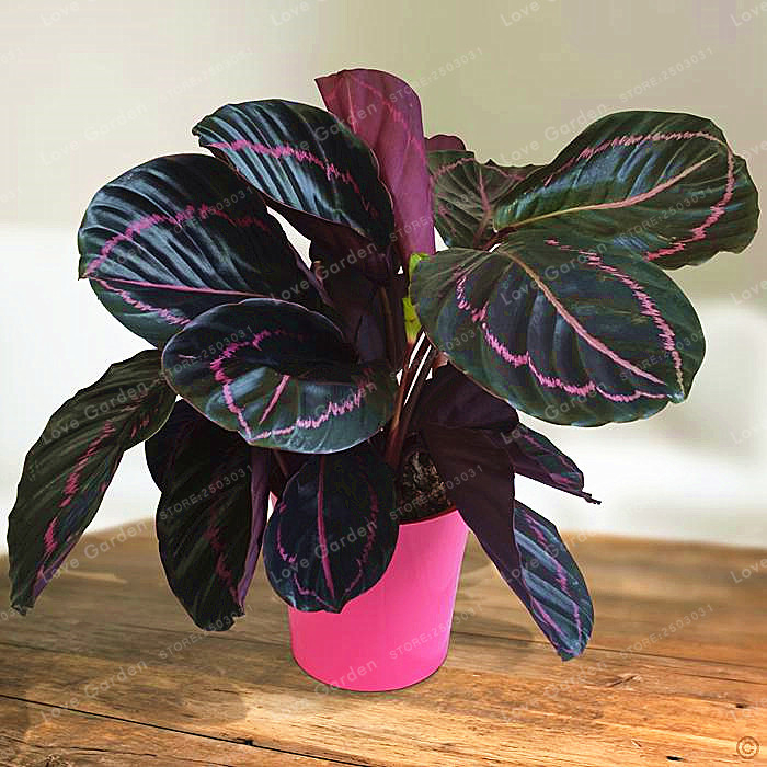 50 PCS Rare  Calathea  Flower Seeds Air Freshening Plants 