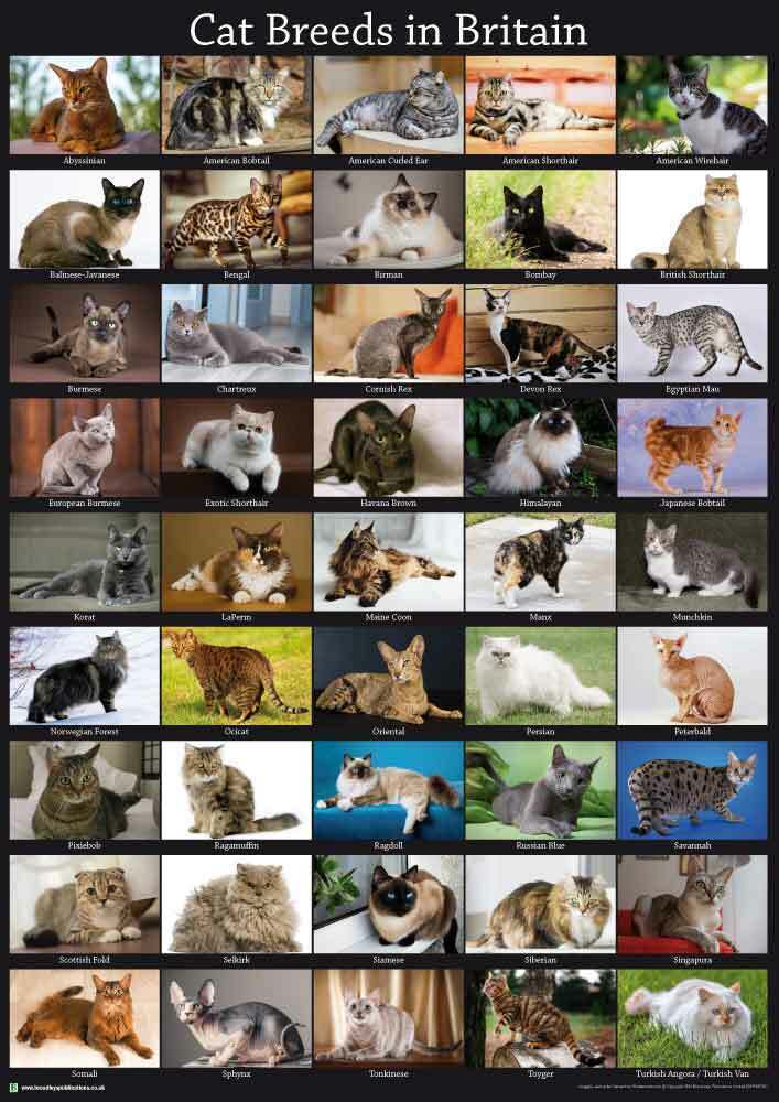 Cat Breeds Poster A2 59cm x 42cm Minx Feline Tabby Kitten Book Print ...