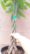 Money Tree / Feng Shui Plant / Good Luck Tree  #STR11 - $160.17