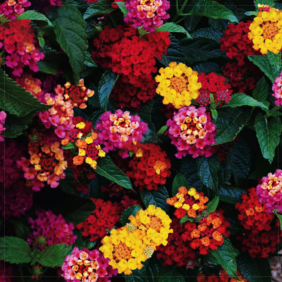 Lantana Camara Perennial Bonsai Flowers, 20 Seeds, several
