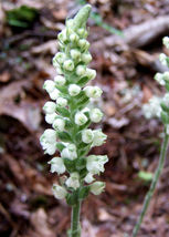 20 Rattlesnake Orchid root system perennial image 5