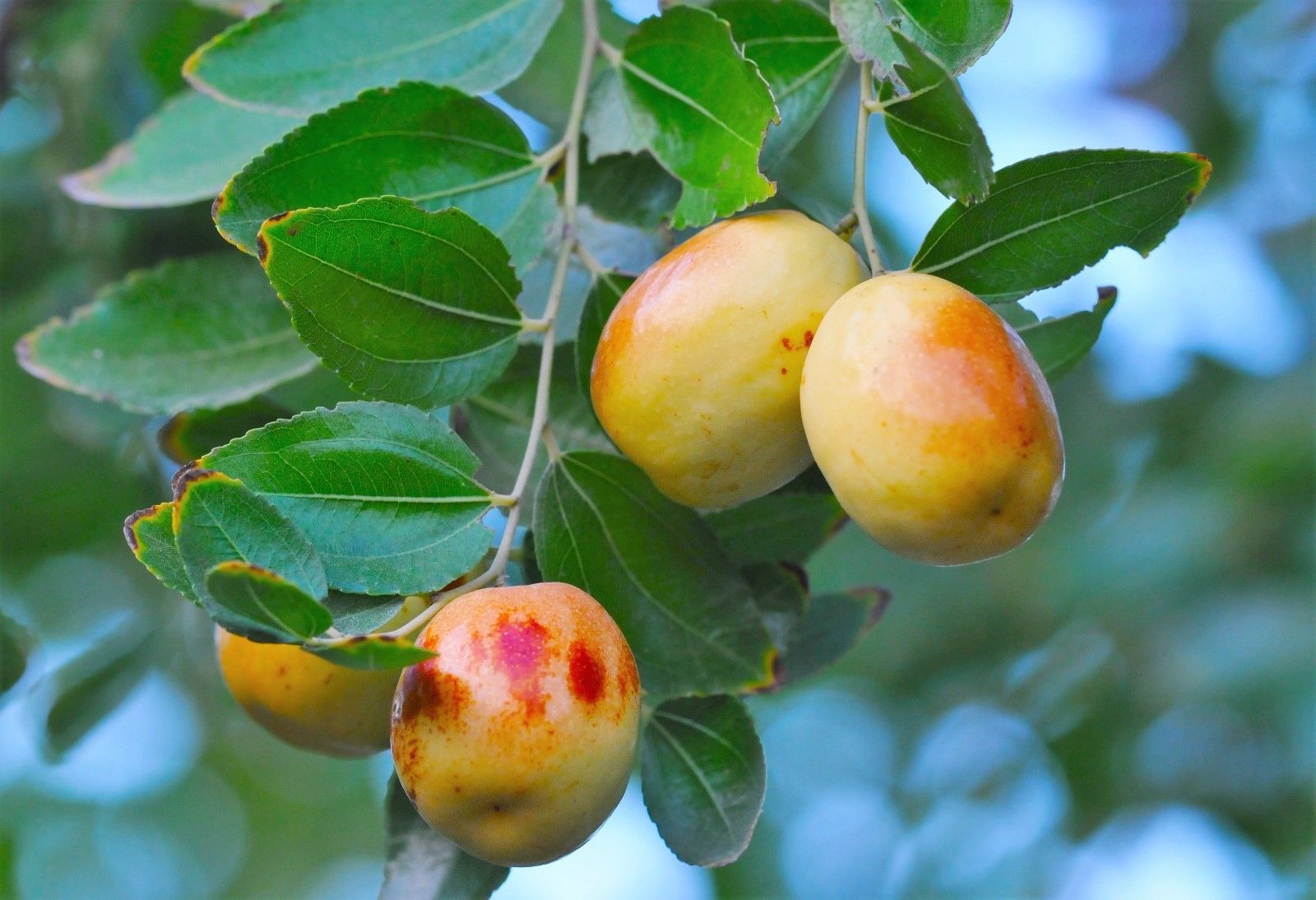 Asian date tree Asian date tree