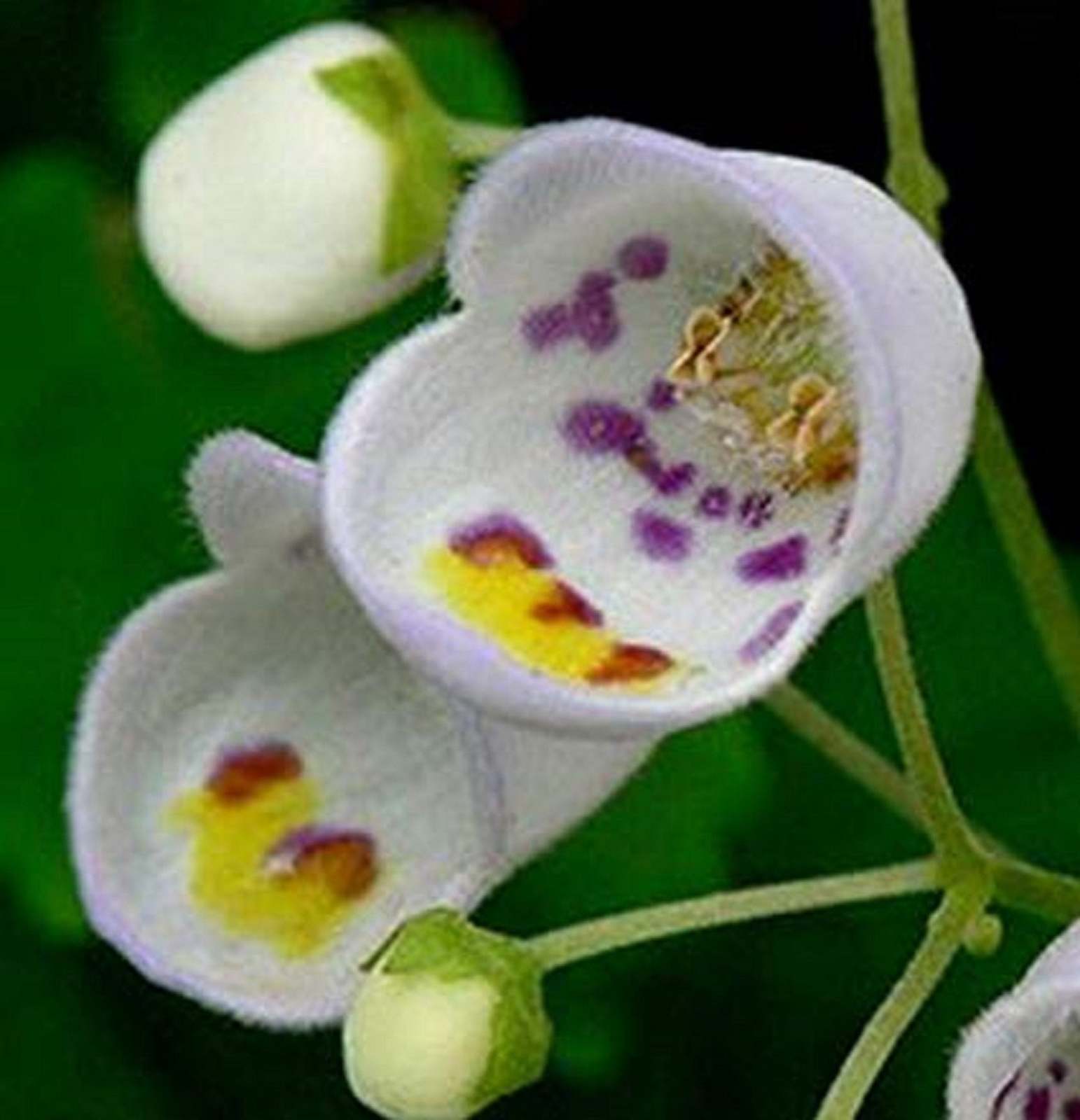 Jovellana Punctata * Tea Cup Flower * Stunning Exotic Shrub * 10 Rare